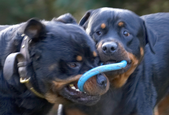 I'm hanging on to this
Schlüsselwörter: Dog Dogs Play Playing Playtime Rottweiler Rottweilers Rufus Run Running Smithy Tug-o-war