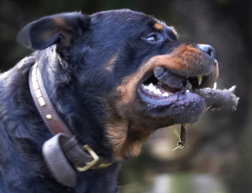 Well, I'm happy with my stick
Anahtar kelimeler: Dog Dogs Play Playing Playtime Rottweiler Rottweilers Rufus Run Running Smithy Stick