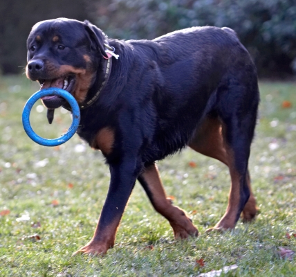 Hey, look at this trick
Trefwoorden: Dog Dogs Play Playing Playtime Rottweiler Rottweilers Rufus Run Running Smithy