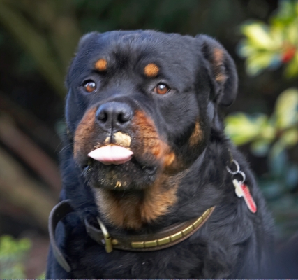 Whaddy mean, I've got some on my top lip
Keywords: Dog Dogs Peanut Butter Play Playing Playtime Rottweiler Rottweilers Rufus Run Running Smithy Tongue
