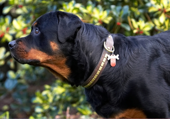 Is there some for me?
Keywords: Dog Dogs Play Playing Playtime Rottweiler Rottweilers Rufus Run Running Smithy