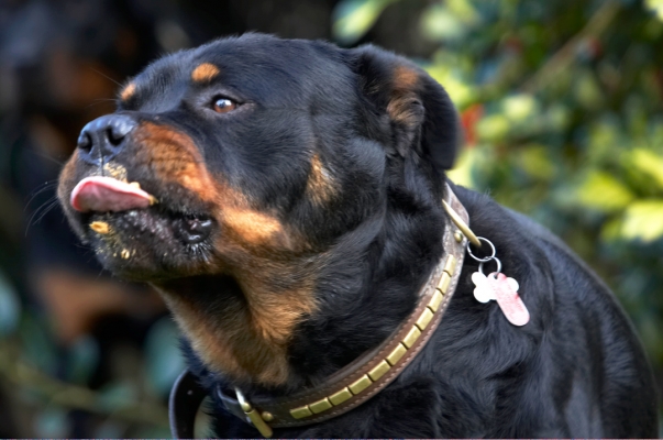 Yummmmmmmmmmm
Λέξεις-κλειδιά: Dog Dogs Peanut Butter Play Playing Playtime Rottweiler Rottweilers Rufus Smithy Tongue