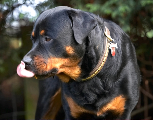 Look, I can touch my nose
Ключові слова: Dog Dogs Peanut Butter Play Playing Playtime Rottweiler Rottweilers Rufus Smithy Tongue