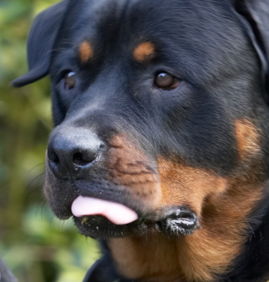 I'm concentrating
Keywords: Dog Dogs Play Playing Playtime Rottweiler Rottweilers Rufus Run Running Smithy Tongue