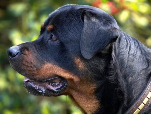 I'm waiting for more
Keywords: Dog Dogs Play Playing Playtime Rottweiler Rottweilers Rufus Run Running Smithy Tongue