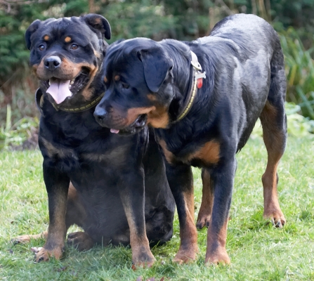 Do we hang around for more?
Mots-clés: Dog Dogs Play Playing Playtime Rottweiler Rottweilers Rufus Run Running Smithy Tongue
