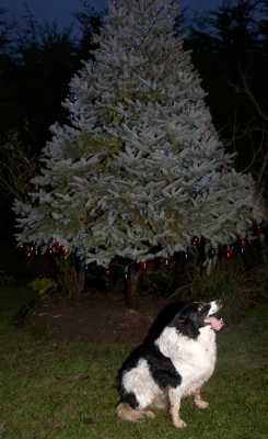 How long do I have to sit here?
Keywords: Border Collie Christmas Collies Dog Dogs Jack Tongue Tree