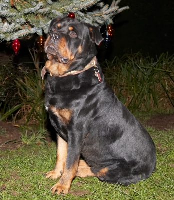 I am soooooooooo regal
Ключові слова: Christmas Dog Dogs Play Playing Playtime Rottweiler Rottweilers Rufus Sit Sitting Smithy