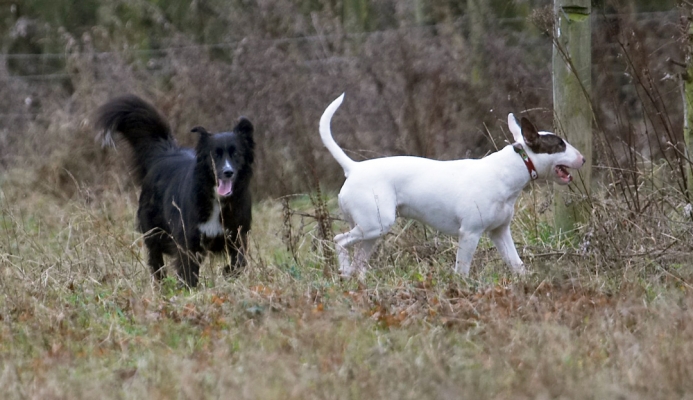 Where shall we go first?
Schlüsselwörter: Barney Border Collie Collies Dog Dogs English Bull Terrier Mana Play Terriers Tongue Woodland