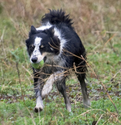 I'm on a roll
Ključne besede: Ball Border Collie Collies Dog Dogs Play Run Running Stinky Woodland