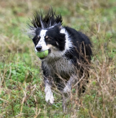 I'm in the zone
Palabras clave: Ball Border Collie Collies Dog Dogs Play Run Running Stinky Woodland