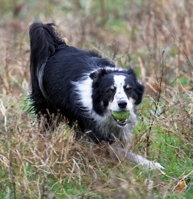Yeah, I'm having fun
Ključne besede: Ball Border Collie Collies Dog Dogs Play Run Running Stinky Woodland