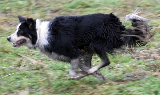 I'm going for it!
Klíčová slova: Ball Border Collie Collies Dog Dogs Gallop Play Run Running Stinky Woodland