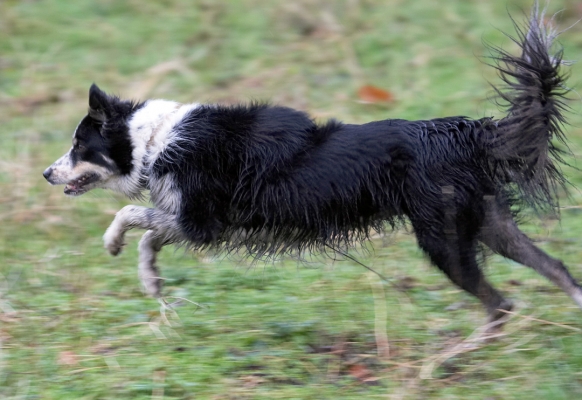 I'm having a ball
Klíčová slova: Ball Border Collie Collies Dog Dogs Leap Play Run Running Stinky Woodland