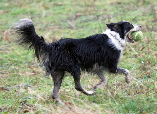 Gosh, I'm good at this
Klíčová slova: Ball Border Collie Collies Dog Dogs Play Stinky Woodland