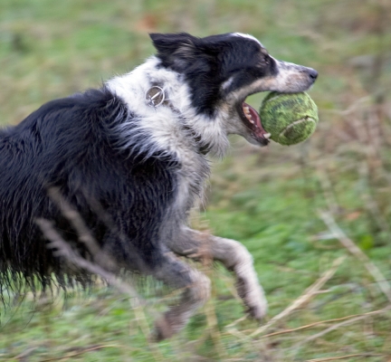 Boy, this is a mouthful!
Schlüsselwörter: Ball Border Collie Collies Dog Dogs Play Stinky Woodland