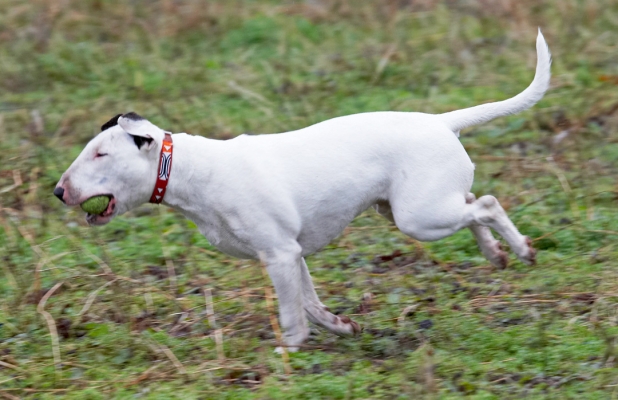 Whee, I'm flying
Schlüsselwörter: Ball Dog Dogs English Bull Terrier Mana Play Terriers Woodland
