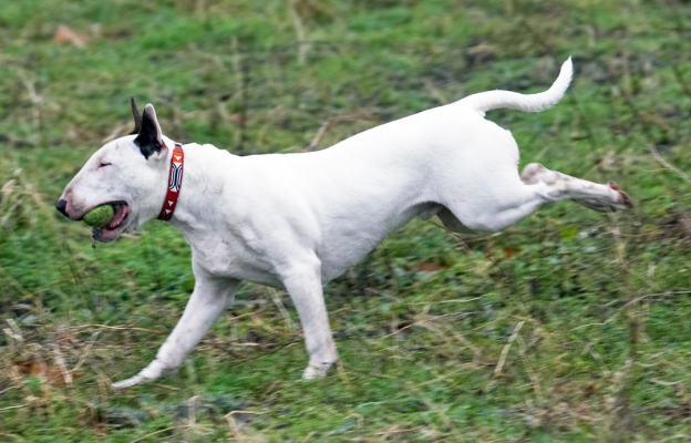 There's no stopping me
Keywords: Ball Dog Dogs English Bull Terrier Mana Play Running Terrier Woodland
