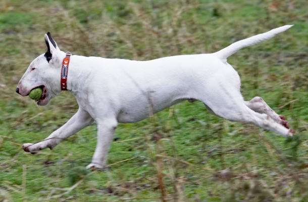 Hey, it's great to be young
Ключови думи: Ball Dog Dogs English Bull Terrier Mana Play Running Terrier Woodland
