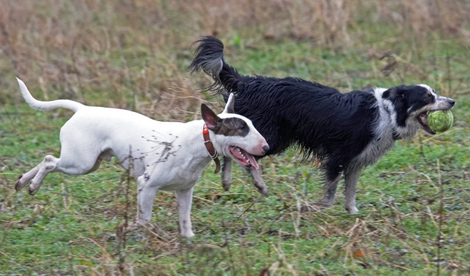 C'mon, pupster, keep up
Keywords: Ball Border Collie Chase Collies Dog Dogs English Bull Terrier Mana Play Running Stinky Terriers Tongue Woodland