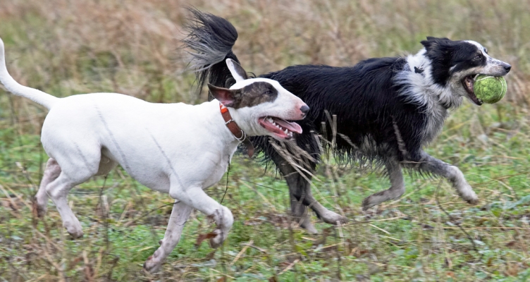 Hey, you're keeping up - not bad for a Bull Terrier
Keywords: Ball Border Collie Chase Collies Dog Dogs English Bull Terrier Mana Play Running Stinky Terriers Tongue Woodland