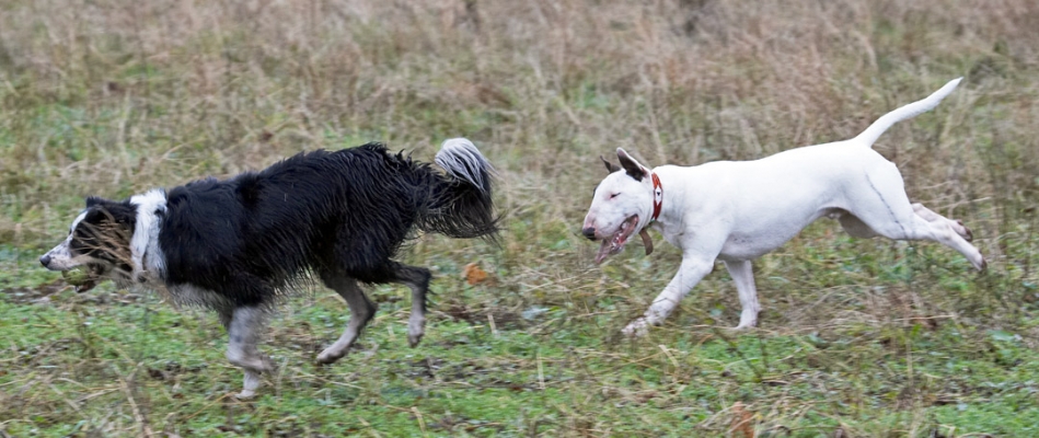 Eat my dust!
Keywords: Ball Border Collie Chase Collies Dog Dogs English Bull Terrier Mana Play Running Stinky Terriers Woodland