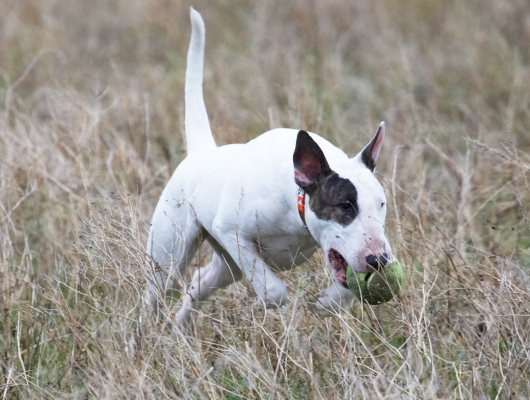 Look who's got the ball now!!
Λέξεις-κλειδιά: Ball Dog Dogs English Bull Terrier Mana Play Running Terrier Woodland