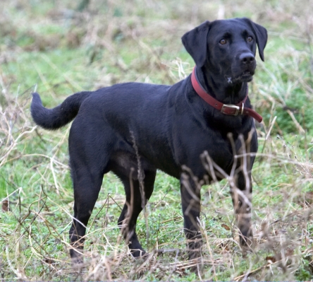 You gonna throw that ball or what!
Ключові слова: Ball Dog Dogs Harvey Labrador Play Woodland
