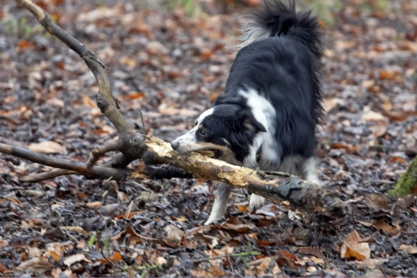 Nuthin's too big for me
Trefwoorden: Ball Border Collie Collies Dog Dogs Play Stick Stinky Woodland
