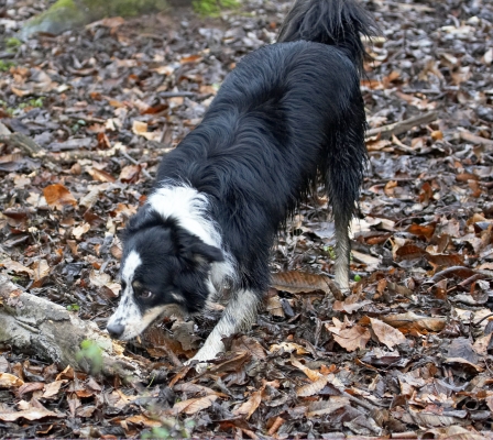 Ooh, this looks nice and rotten
Ключові слова: Ball Border Collie Collies Dog Dogs Play Stick Stinky Woodland