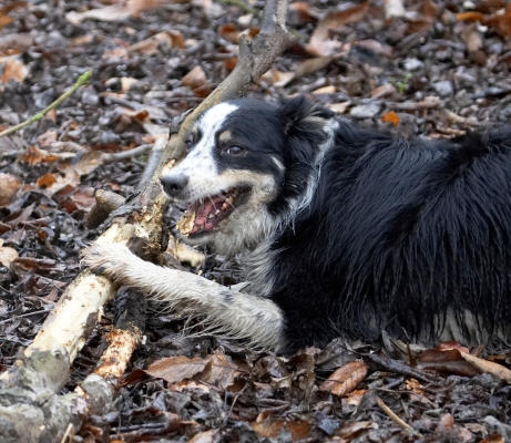 Hey, I just needed a toothpick
Schlüsselwörter: Ball Border Collie Collies Dog Dogs Play Stick Stinky Woodland