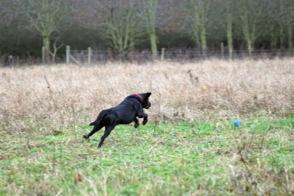 That's mine!
Schlüsselwörter: Ball Dog Dogs Harvey Labrador Leaping Play Woodland