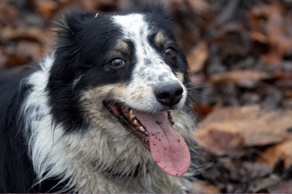I'm such a clever girl
Schlüsselwörter: Ball Border Collie Collies Dog Dogs Play Stinky Tongue Woodland