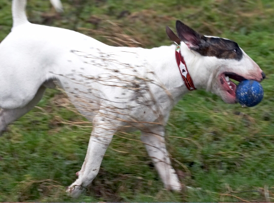 The Men should take better care of their ball!!
Schlüsselwörter: Ball Dog Dogs English Bull Terrier Mana Play Running Terrier Woodland