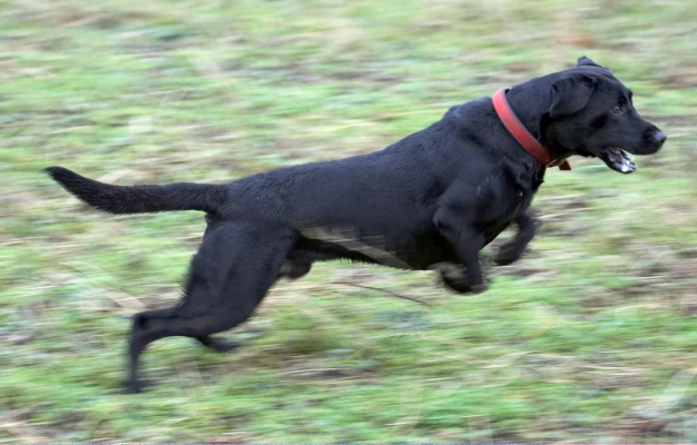 I'm flying
Keywords: Ball Dog Dogs Harvey Labrador Leap Leaping Play Woodland