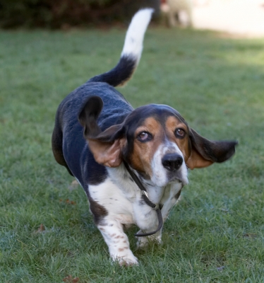 Hey, wot you pointing at me?!
Avainsanat: Bassett hound Dog Dogs Humphrey
