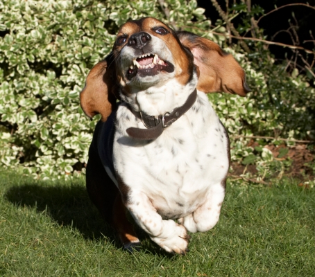 Jus' getting my Vitamin D
الكلمات الإستدلالية(لتسهيل البحث): Bassett hound Dog Dogs Humphrey