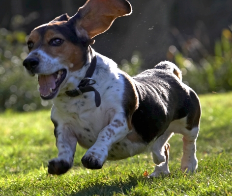 Hey, look, I'm flying
Mots-clés: Bassett hound Dog Dogs Humphrey