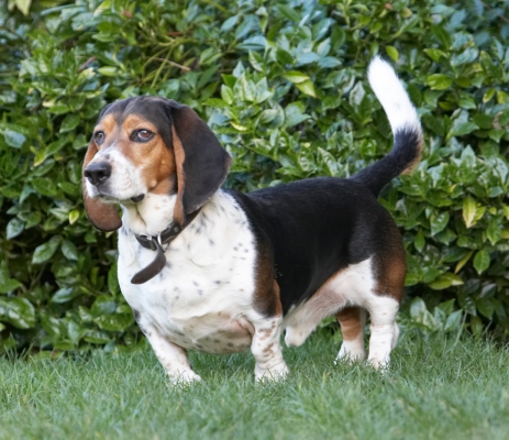 Time for quiet reflection
Anahtar kelimeler: Bassett hound Dog Dogs Humphrey