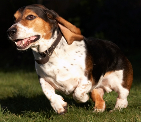 Jus' gotta get there
Keywords: Bassett hound Dog Dogs Humphrey