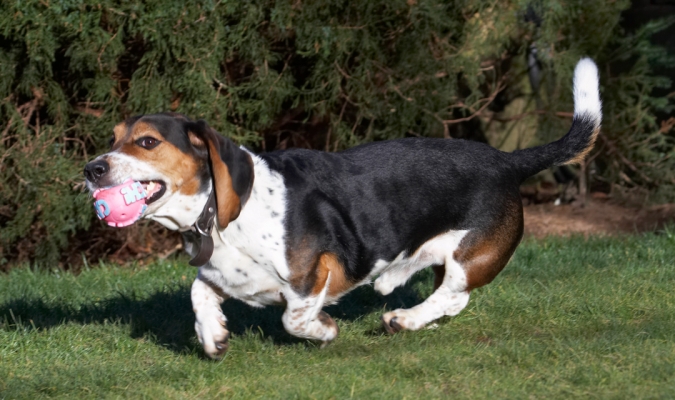 Doncha think this is my colour
Keywords: Ball Bassett hound Dog Dogs Humphrey