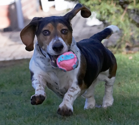 And, another great catch
Słowa kluczowe: Bassett hound Dog Dogs Humphrey