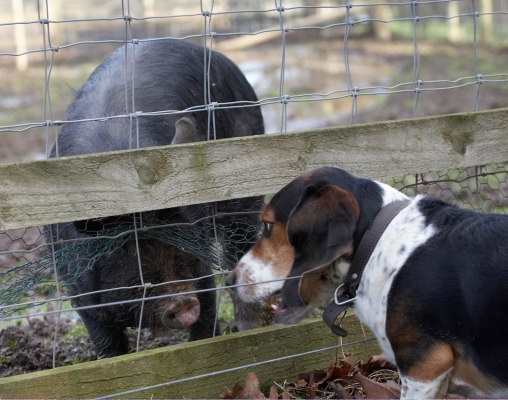 WOT are you?!
Keywords: Bassett hound Berkshire pig Dog Dogs Humphrey Pigs
