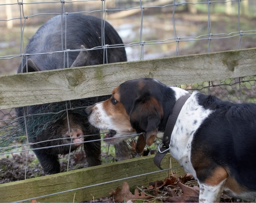 C'mon, talk to me
Schlüsselwörter: Bassett hound Berkshire pig Dog Dogs Humphrey Pigs