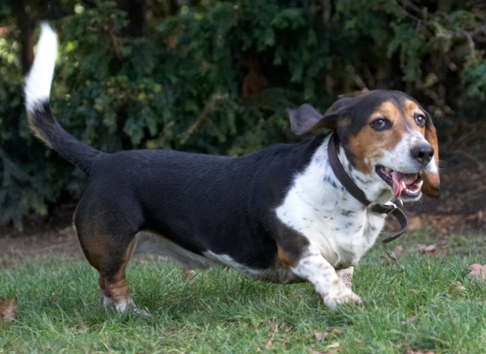 Jus' out for a stroll
Schlüsselwörter: Bassett hound Dog Dogs Humphrey Tongue