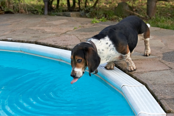 Wow, what a big drinking bowl
Schlüsselwörter: Bassett hound Dog Dogs Humphrey Swimming Pool Tongue