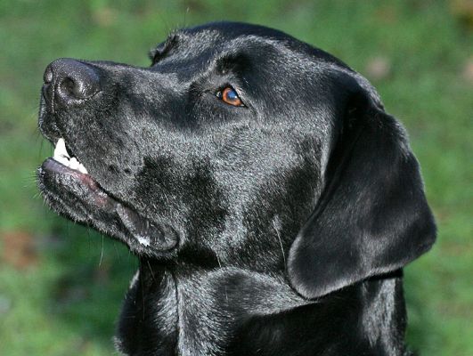 Billy
These short days are a pain --- this was taken around 3:30 PM.  Playing catch with Billy:  he's keeping his eyes on the ball.
Palabras clave: Billy Black Labrador dog hotel dog boarding dog kennel