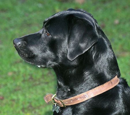 Billy
Mots-clés: Billy Black Labrador dog Lucies Farm dog kennel dog boarding