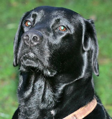 Billy
Trefwoorden: Billy Black Labrador dog Lucies Farm dog kennel dog boarding