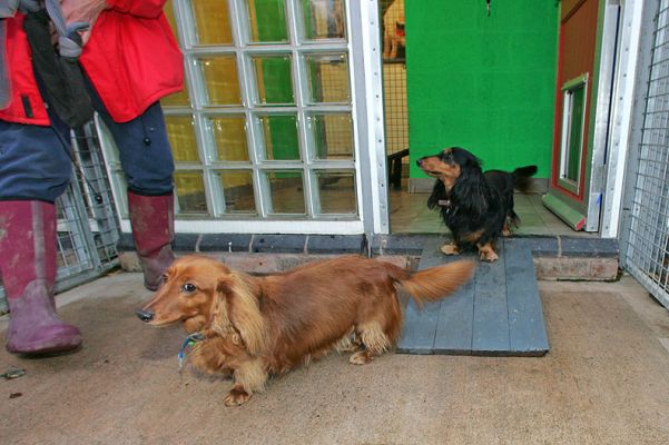 Molly and Whistler Getting Ready for a Walk
We've put ramps in their suite so that Whistler won't hurt her back.  She's been very happy using the ramps.
Keywords: Molly Whistler long hair daschund Lucies Farm ramp dog hotel back injury